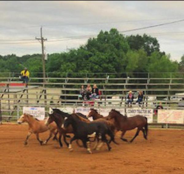 Views from the Pittsburg Rodeo