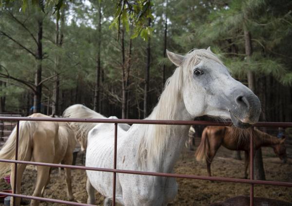 The Humane Society of the United States, in conjunction with Safe Haven Equine Rescue and Retirement Home, assists Camp County Sheriff's Office with the rescue of more than 150 horses from an alleged cruelty situation on Thursday, June 27th, 2019 in Camp County, Texas. Credit Meredith Lee/The HSUS Article Image Alt Text