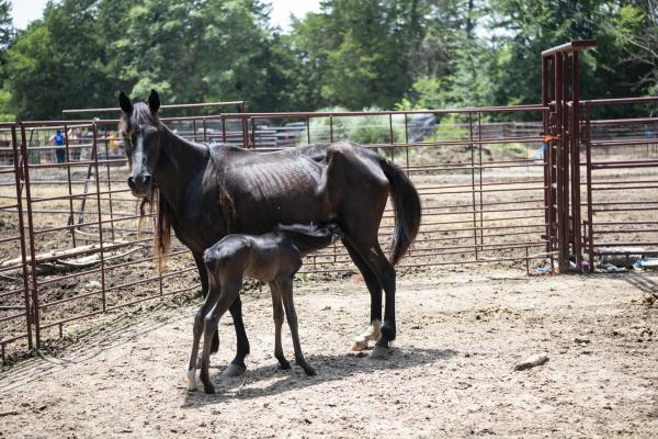 The Humane Society of the United States, in conjunction with Safe Haven Equine Rescue and Retirement Home, assists Camp County Sheriff's Office with the rescue of more than 150 horses from an alleged cruelty situation on Thursday, June 27th, 2019 in Camp County, Texas. Credit Meredith Lee/The HSUS Article Image Alt Text