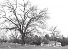 	Tidbits of NE Texas Rocky Mound