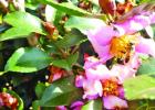 Winter Bee Chores