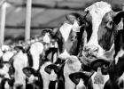 Dairy cattle individually cope with heat stress differently. Courtney Daigle, Ph.D., Texas A&M Department of Animal Science animal welfare specialist is trying to determine what makes the difference. (Texas A&M AgriLife photo by Michael Miller) The search for thermotolerant dairy cows