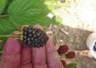 Most cultivated blackberry bushes are thornless and the fruit is larger than the wild varieties. We like blackberries