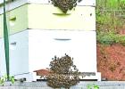 “Bearding” honeybees Article Image Alt Text