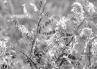 	Various legumes of North East Texas — Part II