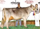 COURTESY PHOTO Local student captures win at Fort Worth Stock Show & Rodeo