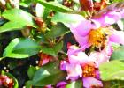 What’s blooming in December