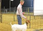 Reserve Grand Champion Winners