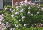 John Fanick Phlox--a Texas Superstar It’s Time!