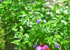 Purple Porterweed COURTESY PHOTOS Aren’t all weeds just weeds?