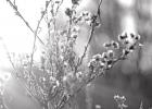 PHOTO BY MATT HOFFMAN ON UNSPLASH Eliminating both toxic and noxious weeds from pastures