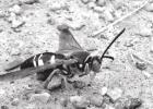 The cicada killer wasp, Sphecius speciosus, is another large wasp, approaching the length of the Asian giant wasp, common in Texas. COURTESY PHOTOS Article Image Alt Text
