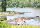 “Liberty” is released at Ferndale Club Lake