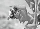 A bee pollinates a patch of snapdragons. COURTESY PHOTO Bees: Why and how to keep them around