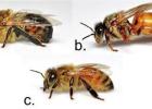 Pictured are the three types of bees in a healthy colony. COURTESY PHOTOS What makes this a honeybee?