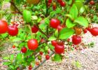 ‘Cherries’ in April in Northeast Texas