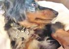 Considerations for adding a fuzzy family member this Christmas