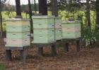 Spring in the Honeybee World