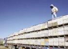 Commercial beekeepers with hundreds of hives migrating to various farmers and orchard growers. Do Honeybees Migrate?