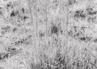 The “Big Four” grasses of the prairie