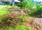 Summer cleanup in the blackberry patch