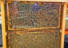 Bees at the State Fair of Texas