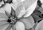 Poinsettias— a holiday plant