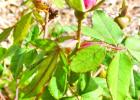 What’s blooming in December