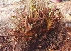 “Propagation by division” sounds technical, but in this case, it meant that we dug up the woodland ferns, shook off the extra soil, and laid each fern on the ground. COURTESY PHOTO What could I make with this?
