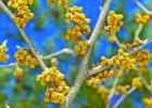 Witch Hazel