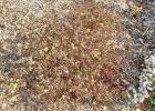 The Gold Mound Japanese spirea was drying up and dying. Is it bigger than a breadbox?