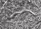 Earthworms