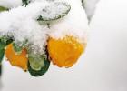 Tips from AgriLife Extension on pruning damage