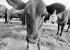 Imports and exports in U.S. beef industry