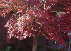 COURTESY PHOTO We Want Japanese Maples