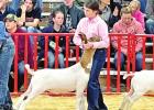 Lowe shows market goat
