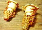 Wax cells are built to make a new queen for the hive. Where do honeybee queens come from?