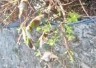 Little green leaves along dead-looking stems of a Gold Mound Japanese spirea plant. COURTESY PHOTO Is it bigger than a breadbox?