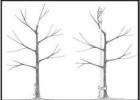 Q10 – The top and first branch of my pecan tree has died. What should I do? Answering Your Questions - 3