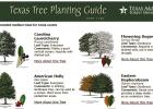 When is the best time to plant a tree in Northeast Texas?