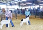 Camp County participates in skills contest, livestock show