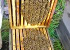Honeybees forming a cluster in the hive. It’s not raining right now – why aren’t the bees flying?