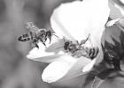 PHOTO BY DAVID CLODE ON UNSPLASH Favorite blossoms of the honeybee
