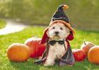 Pumpkin safety for a pet-friendly Halloween