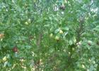 COURTESY PHOTO It’s jujube time!