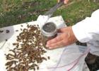 Varroa Destructor