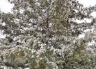 Snowed in
