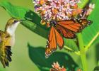 Pollinators