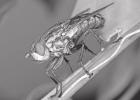 Flies can cause disease, blood loss, weight loss, and cash loss in the field. STOCK PHOTO Reading flies shows the high producers in the herd