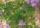 COURTESY PHOTOS What Should I Prune, When, and Why?